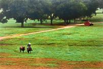 Riding Home - from Michael Hart Fine Art 202//136