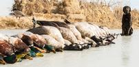 Half Day Duck Hunt for Two People From Summer Duck Outfitters