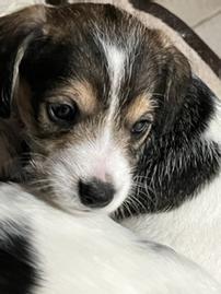 Schneagle puppy, 10-week old female with black markings 202//269