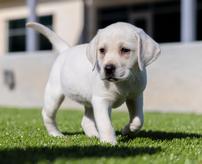 Labrador Retriever Puppy 202//164