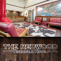 Beauty of the Redwoods in California 202//202