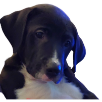 Puppy Love is the Best Love (male)