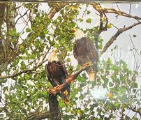 "Song of the Eagles" Photograph 202//172