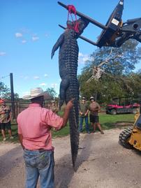 Thermal Hog Hunt and Alligator 202//269