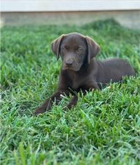 Labrador Retriever 202//238