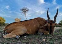 Super Exotic Hunt – Bison or Eland Bull 202//145