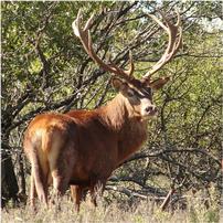TX Hill Country Red Stag Bull 202//202