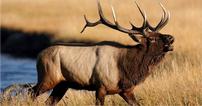 Elk Hunt Hill Country 202//106