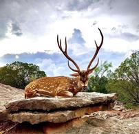 Trophy Axis Hunt 202//195